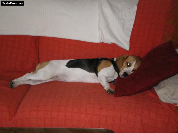 La foto del perro