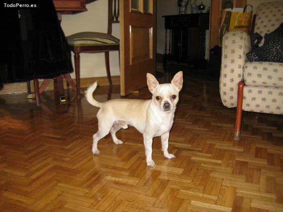 La foto del perro