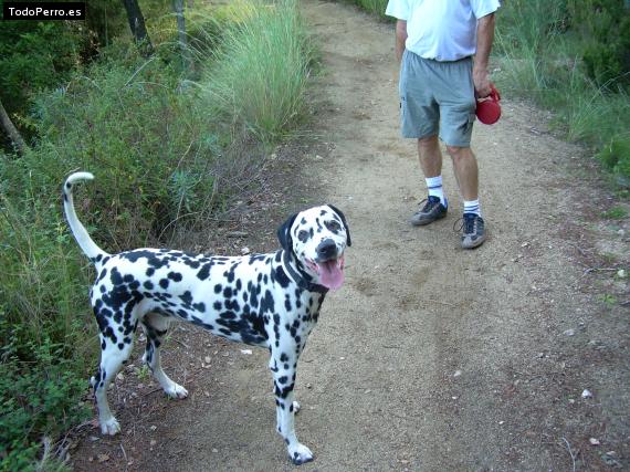 La foto del perro
