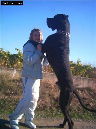 La foto del perro