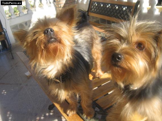 La foto del perro