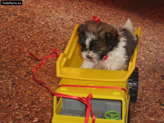 La foto del perro