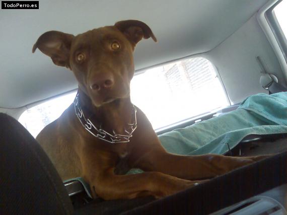 La foto del perro