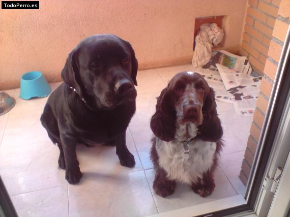 La foto del perro