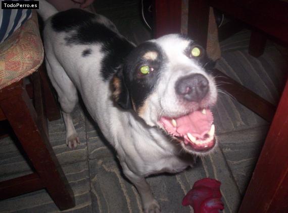 La foto del perro