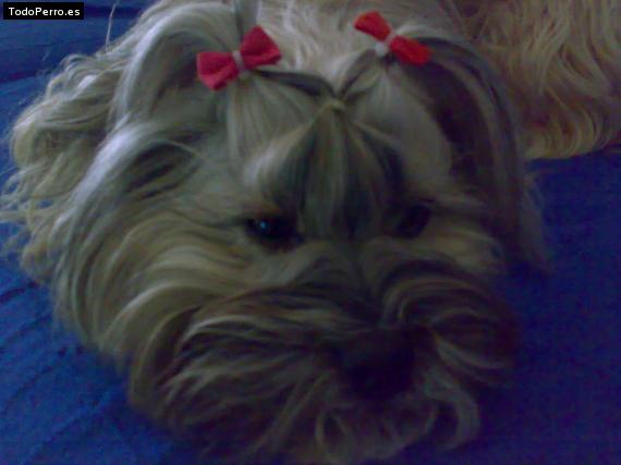 La foto del perro