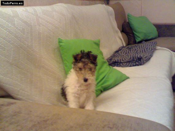 La foto del perro