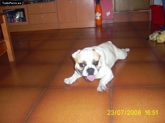 Foto del perro Rronnie