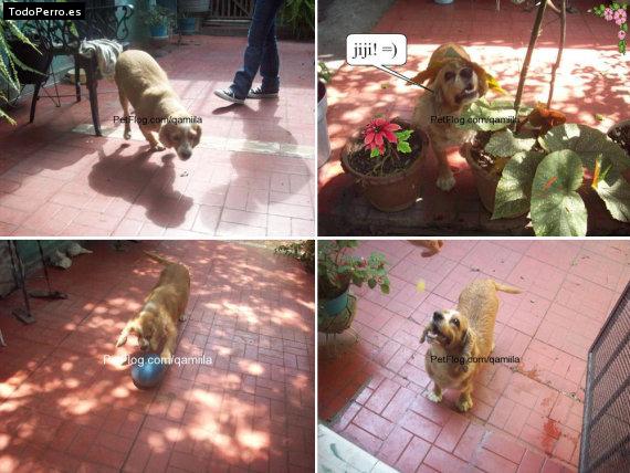 La foto del perro