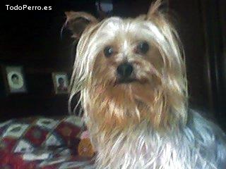 La foto del perro