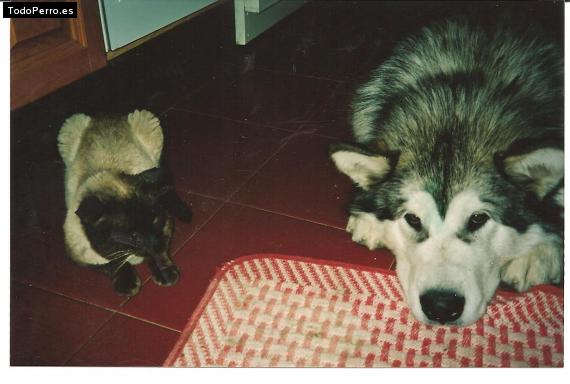 La foto del perro