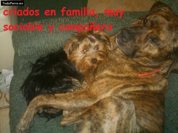 La foto del perro