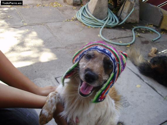 La foto del perro