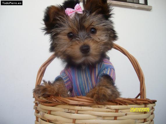 La foto del perro