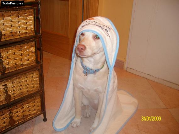 La foto del perro
