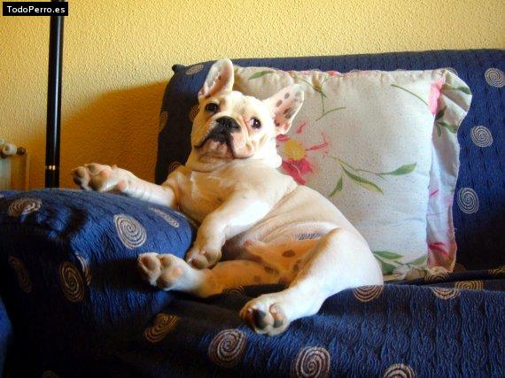 La foto del perro