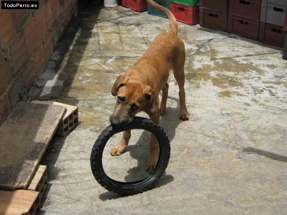 La foto del perro