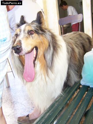 La foto del perro