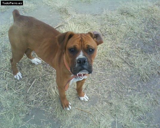 La foto del perro