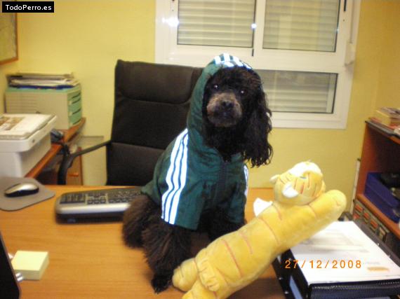 La foto del perro