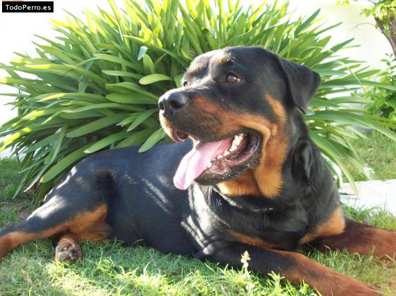 La foto del perro