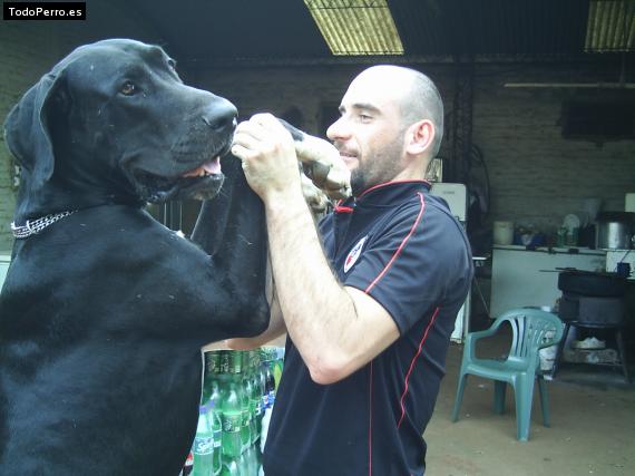 La foto del perro