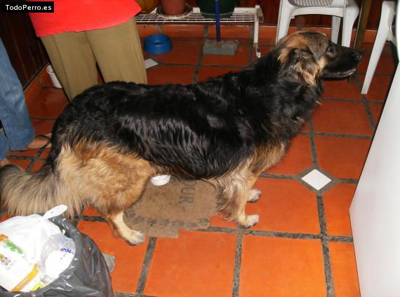 La foto del perro