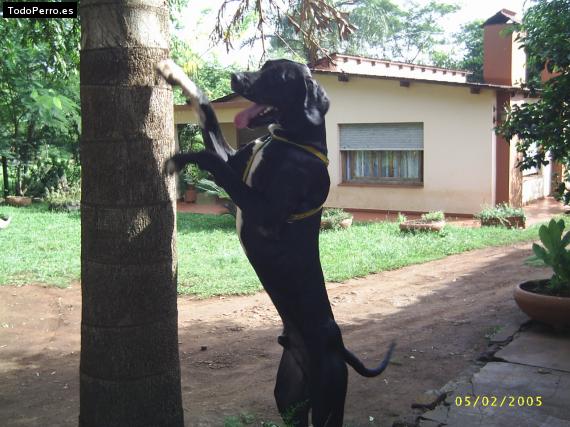 La foto del perro