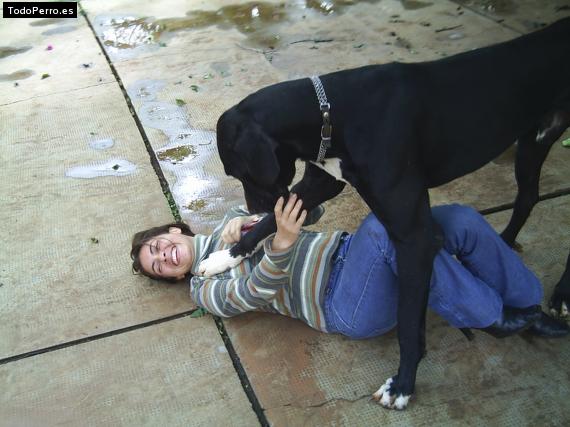La foto del perro