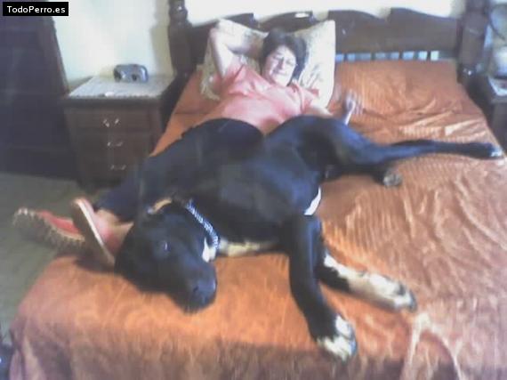 La foto del perro