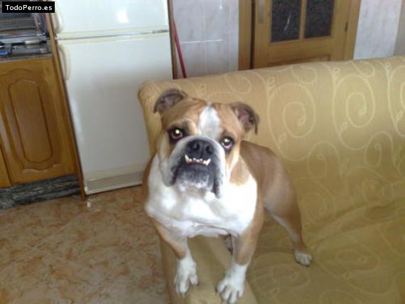 La foto del perro