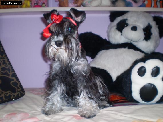 La foto del perro