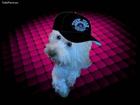 La foto del perro