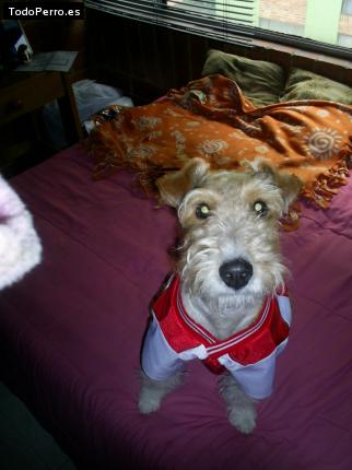 La foto del perro
