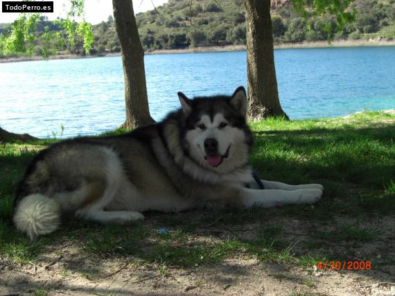 La foto del perro