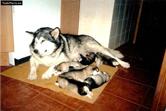 La foto del perro