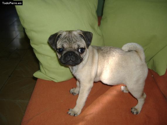 La foto del perro