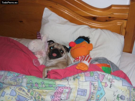 La foto del perro