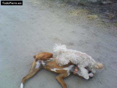 La foto del perro