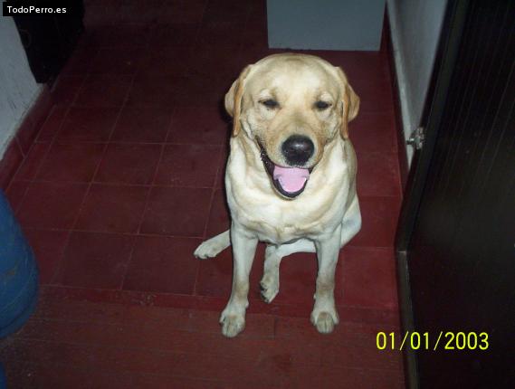 La foto del perro