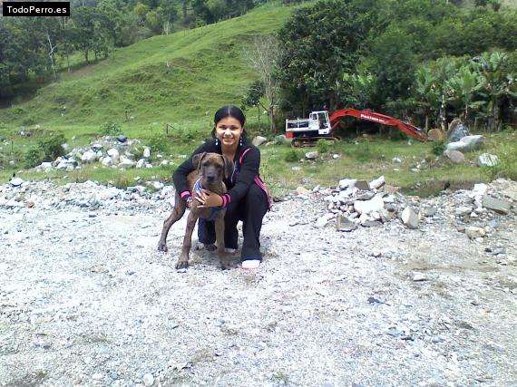 La foto del perro