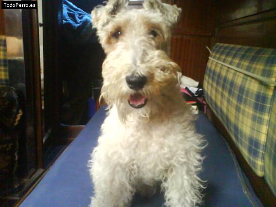 La foto del perro