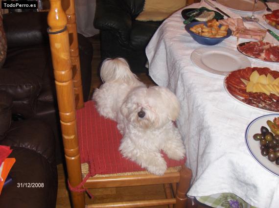 La foto del perro