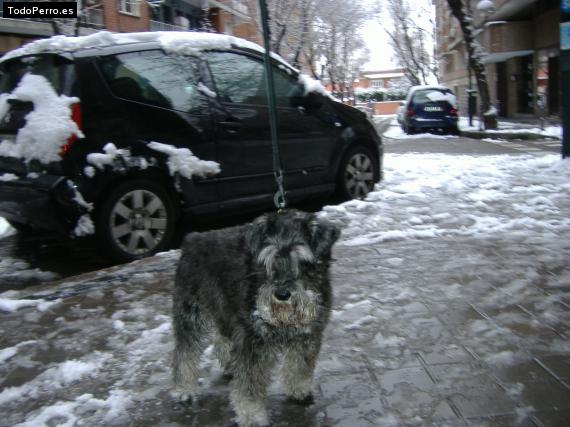 La foto del perro
