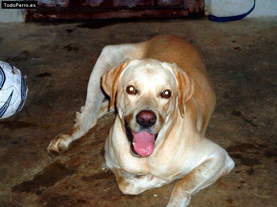 La foto del perro