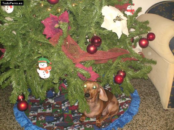 La foto del perro