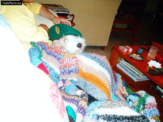 La foto del perro