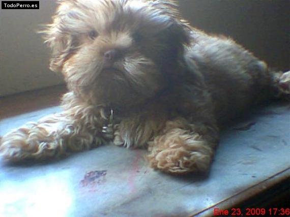 La foto del perro