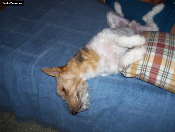 La foto del perro