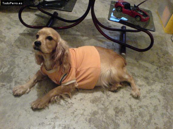 La foto del perro
